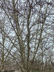 Liquidambar styraciflua