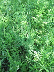 Saposhnikovia divaricata
