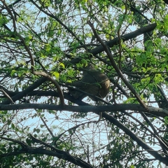 Macaca mulatta