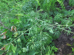 Saposhnikovia divaricata