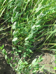 Lespedeza daurica