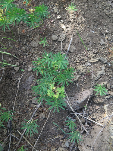 Euphorbia esula var. cyparissioides