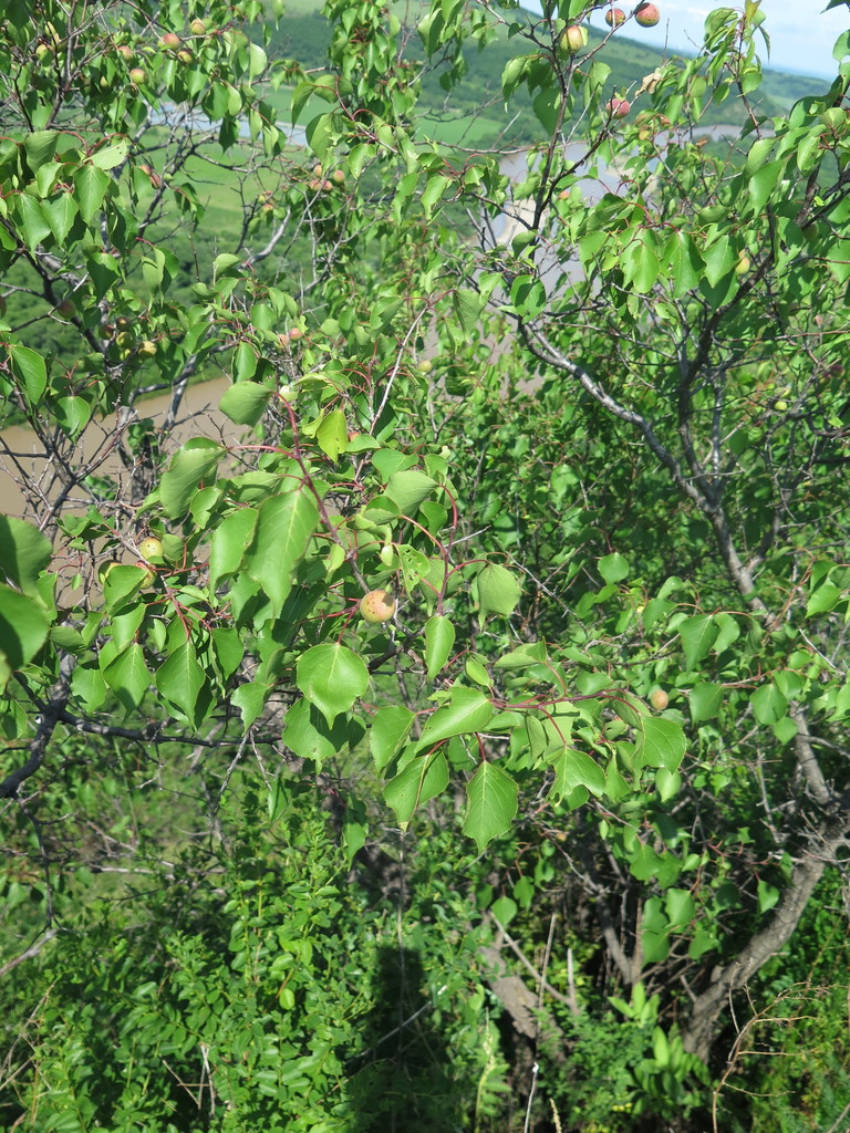 Prunus sibirica (Siberian Apricot)