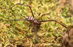 Latrodectus renivulvatus