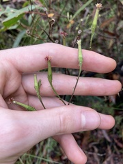 Arrhenechthites mixtus