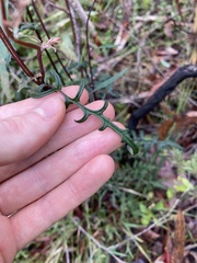 Arrhenechthites mixtus