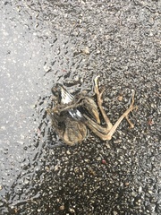 Amaurornis phoenicurus