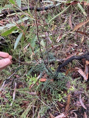 Arrhenechthites mixtus