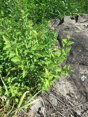 Spiraea ouensanensis