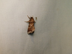 Callopistria placodoides