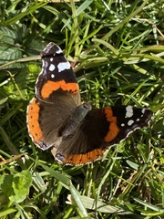 Vanessa atalanta