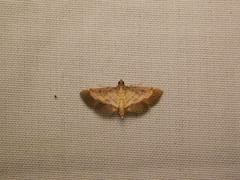 Cnaphalocrocis bilinealis