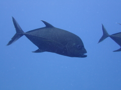 Caranx lugubris