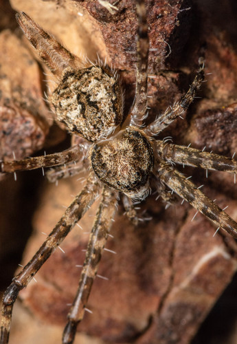 Typical Two-tailed Spiders