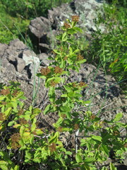 Spiraea ouensanensis