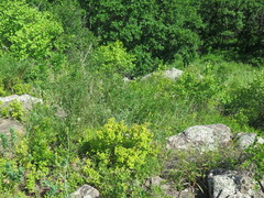 Spiraea ouensanensis
