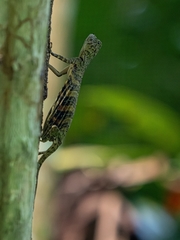 Draco quinquefasciatus