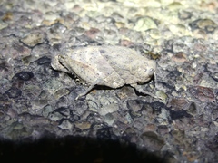 Phrynotettix robustus