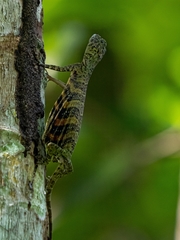 Draco quinquefasciatus
