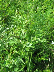 Ampelopsis japonica