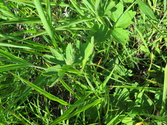 Pulsatilla chinensis