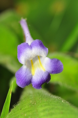 Codonoboea quinquevulnera