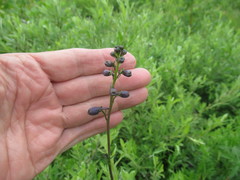 Delphinium crassifolium
