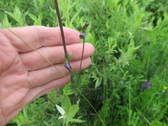Delphinium crassifolium