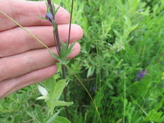 Delphinium crassifolium