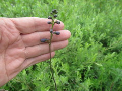 Delphinium crassifolium