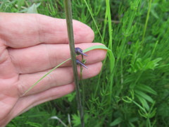 Delphinium crassifolium