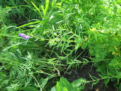 Scutellaria baicalensis