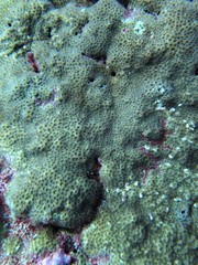 Leptastrea transversa