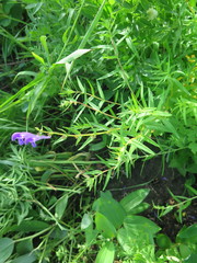 Scutellaria baicalensis