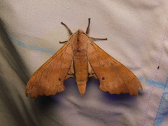 Marumba nympha