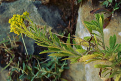 Nidorella nobrei