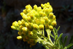 Nidorella nobrei