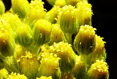 Nidorella nobrei