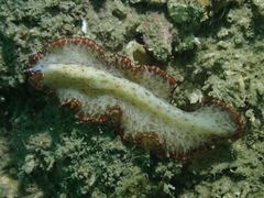 Pseudobiceros damawan