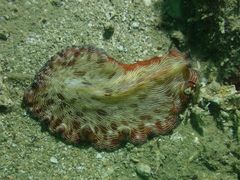 Pseudobiceros fulgor