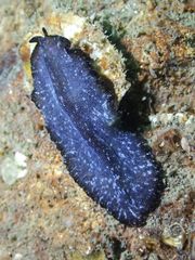 Pseudobiceros stellae