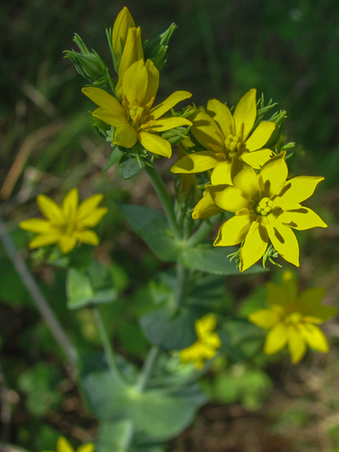 Yellow-wort