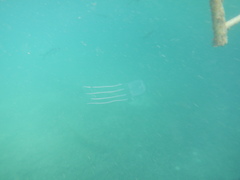 Carybdea rastoni