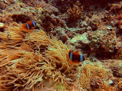 Amphiprion