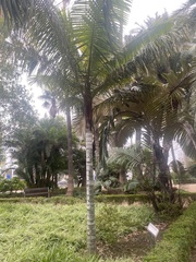 Arecaceae