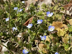 Veronica persica