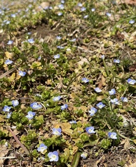 Veronica persica