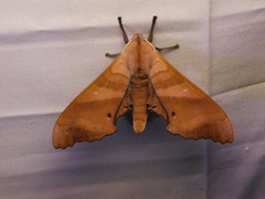 Marumba nympha