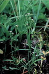 Cryptantha ambigua