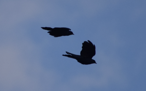 Burchell's Starling